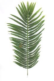 Tropikal Palmiye yaprağı 60 cm 